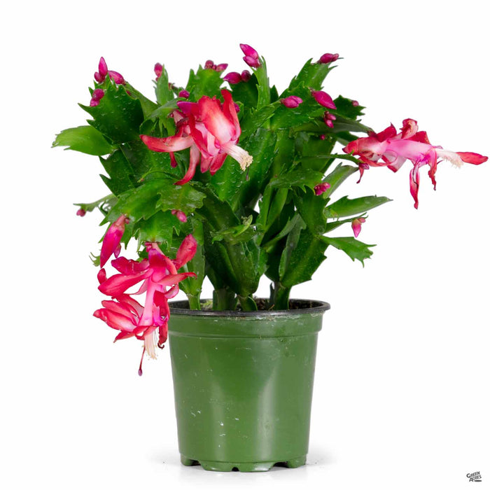 Christmas Cactus 4 inch Pink- Red