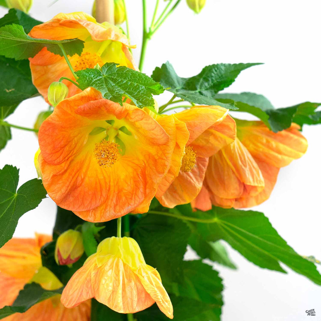 flowering maple indoor plant Flowering Maple — Green Acres Nursery & Supply