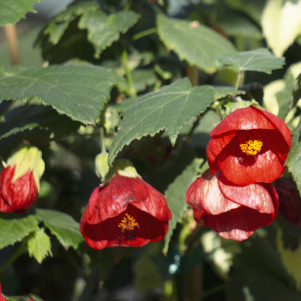 flowering maple indoor plant Flowering Maple — Green Acres Nursery & Supply