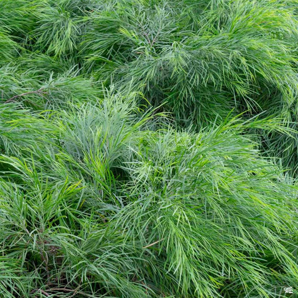 cousin it plant seeds Acacia 'Cousin Itt' — Green Acres Nursery & Supply