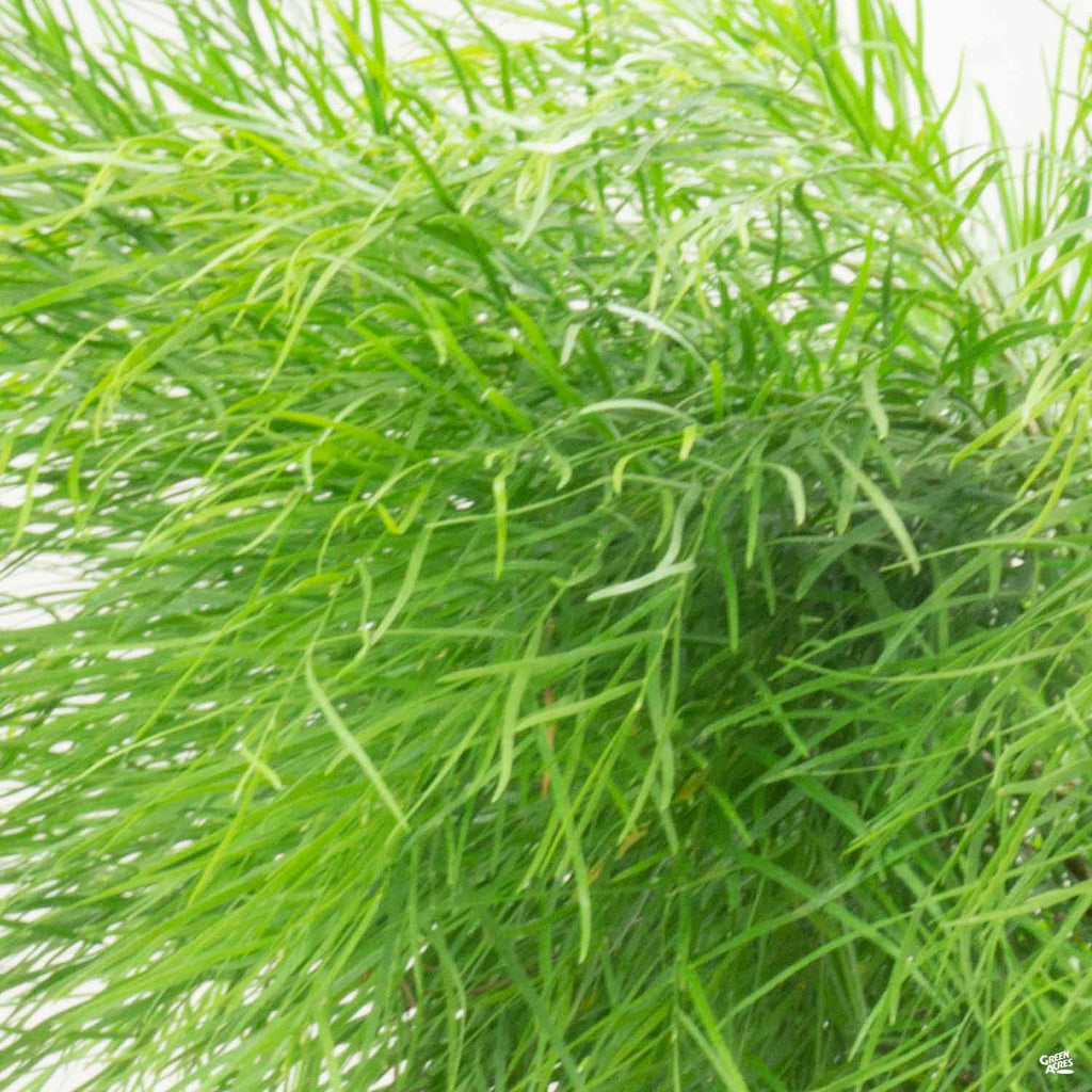 cousin it plant seeds Acacia 'Cousin Itt' — Green Acres Nursery & Supply