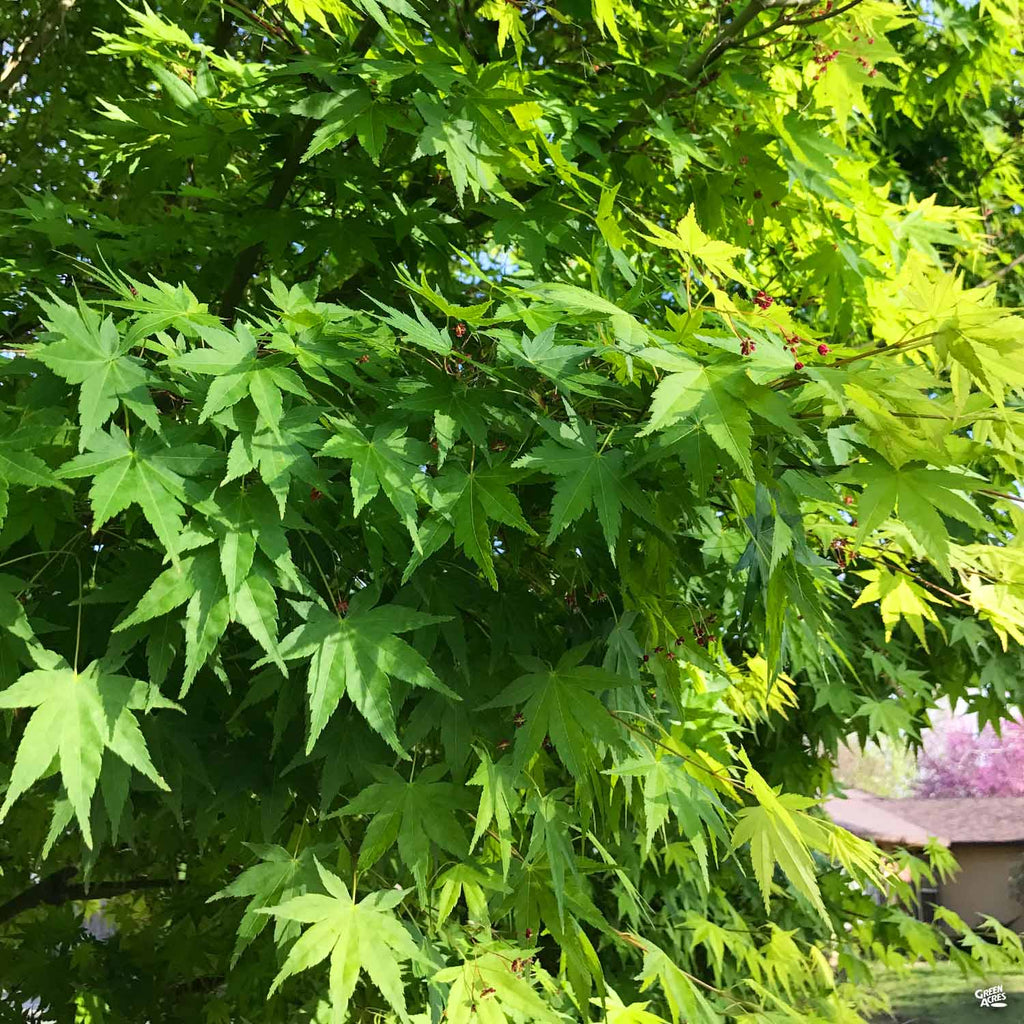 Buy Green Japanese Maples — Mr Maple │ Buy Japanese Maple Trees