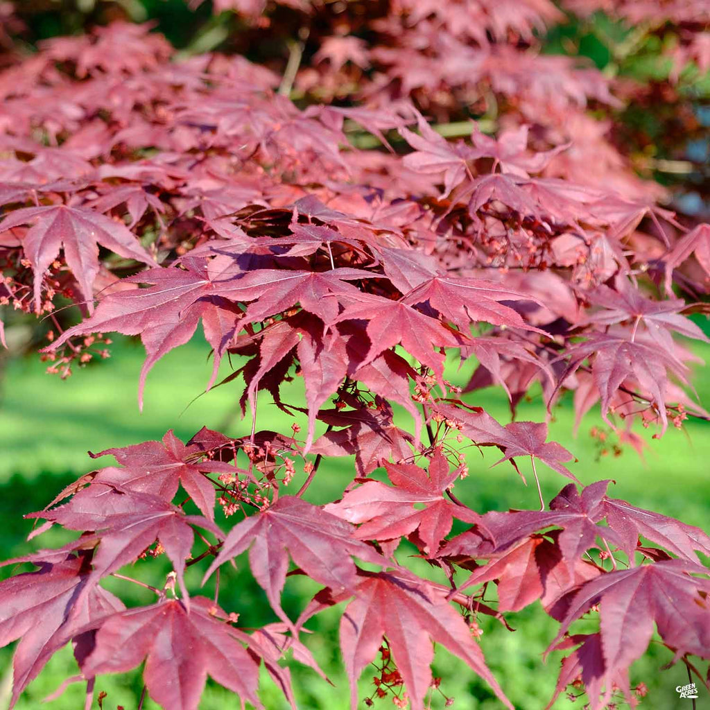 Japanese Red Leaf Maple Tree