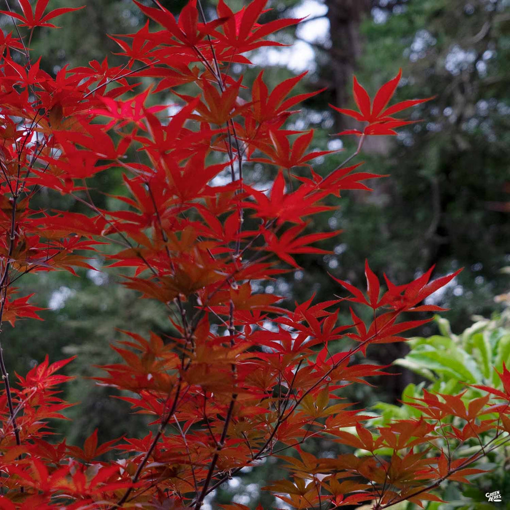 Japanese Maple 'Emperor One' — Green Acres Nursery & Supply