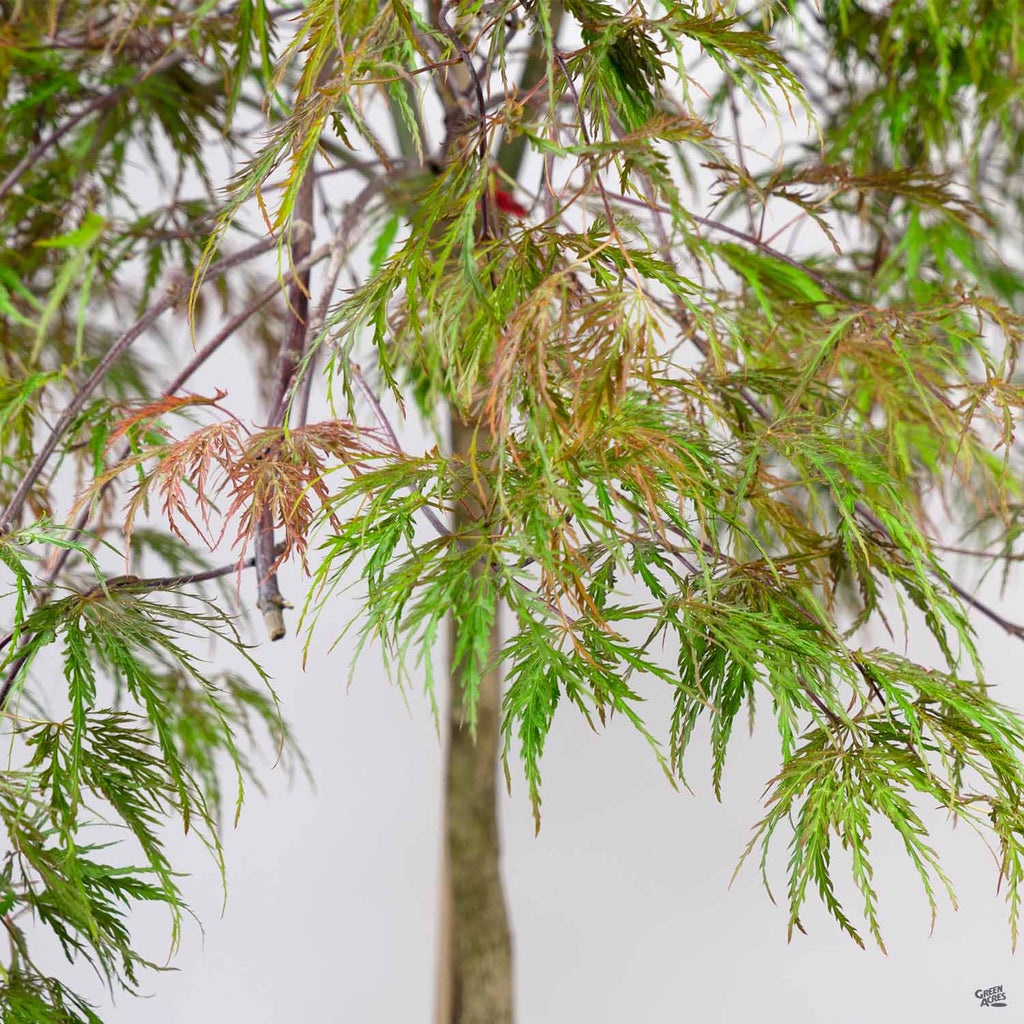 Kazuhiro Inabaページ15 Acer_InabaShidare_5gal_1024x10