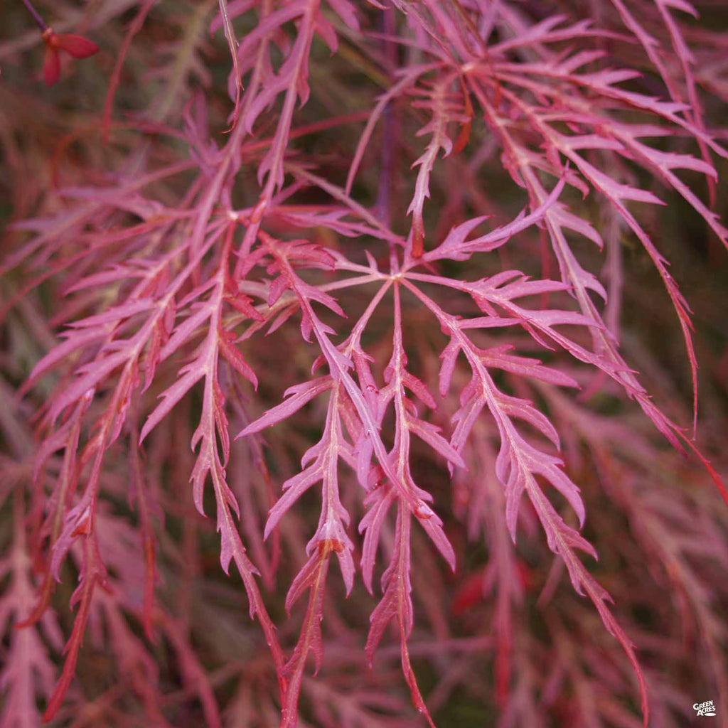 Acer_Laceleaf_CrimsonQueen_102