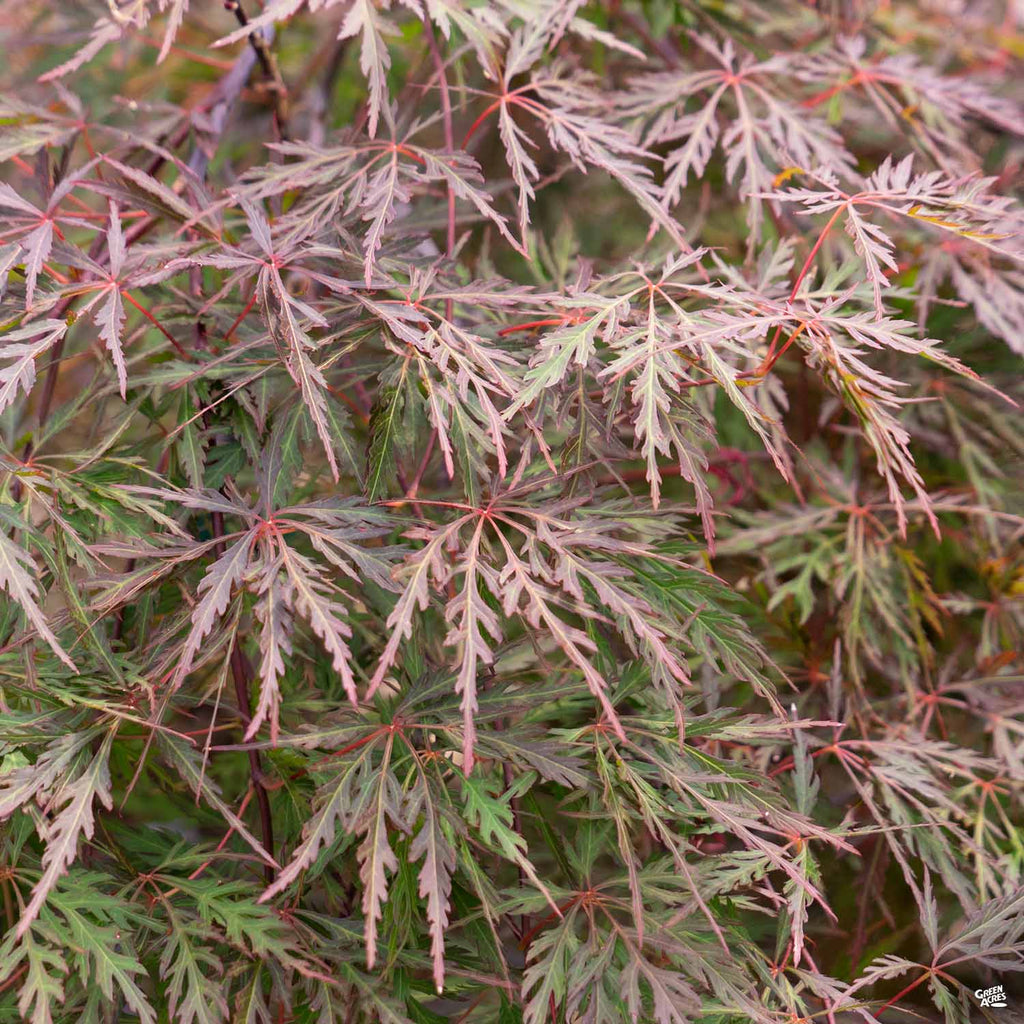 Japanese Laceleaf Maple 'Orangeola' — Green Acres Nursery & Supply
