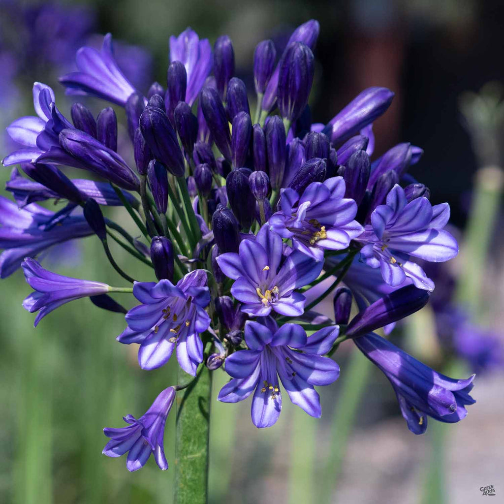 agapanthus herbicide Lily of the Nile 'Black Pantha' — Green Acres Nursery & Supply