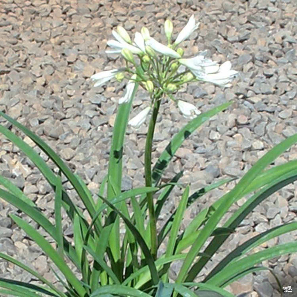 lily of nile white Lily of the Nile 'Peter Pan White' — Green Acres Nursery & Supply