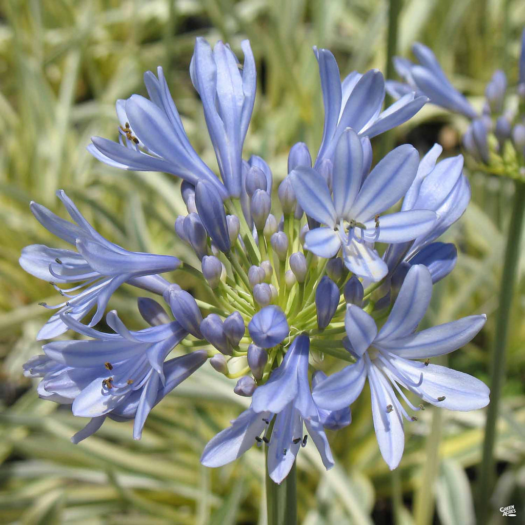 flower known as lily of the nile Lily of the Nile 'Queen of the Nile' — Green Acres Nursery & Supply