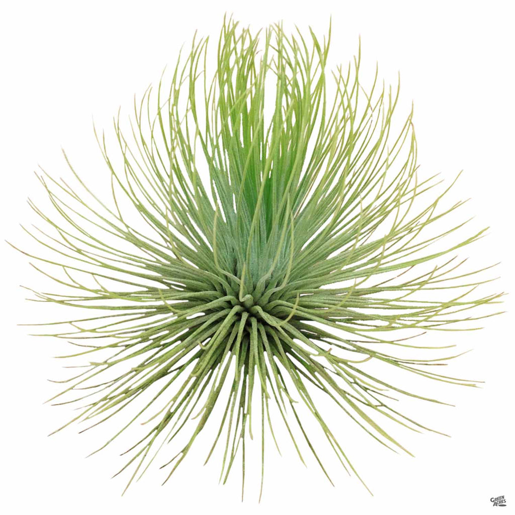 andreana air plant care Andreana — Green Acres Nursery & Supply