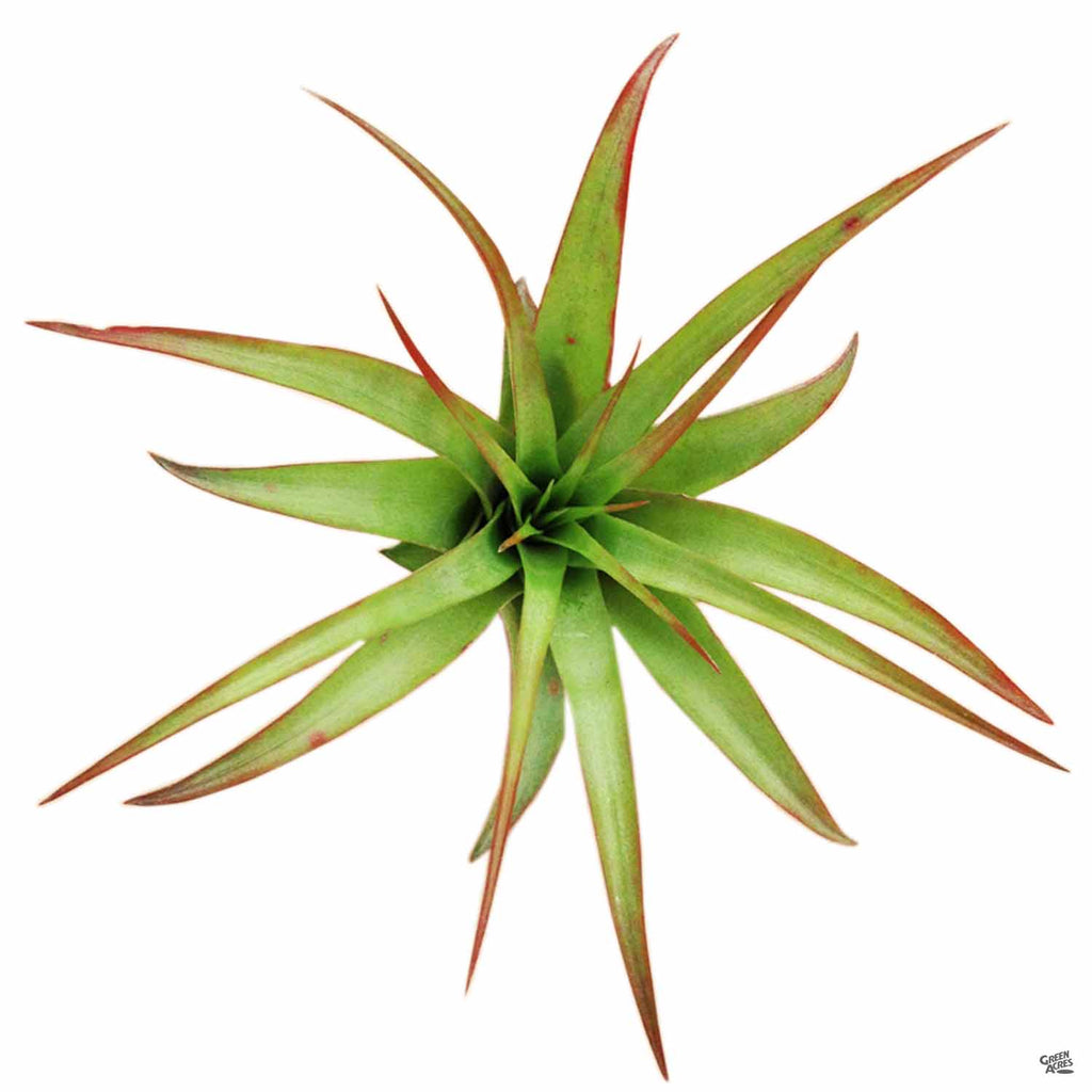 Brachycaulos — Green Acres Nursery & Supply