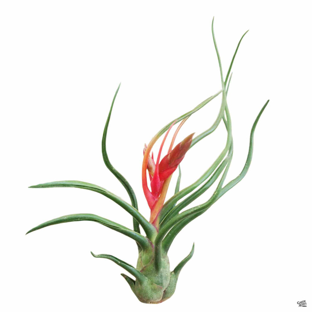 bulbosa air plant flower Bulbosa Guatamala — Green Acres Nursery & Supply