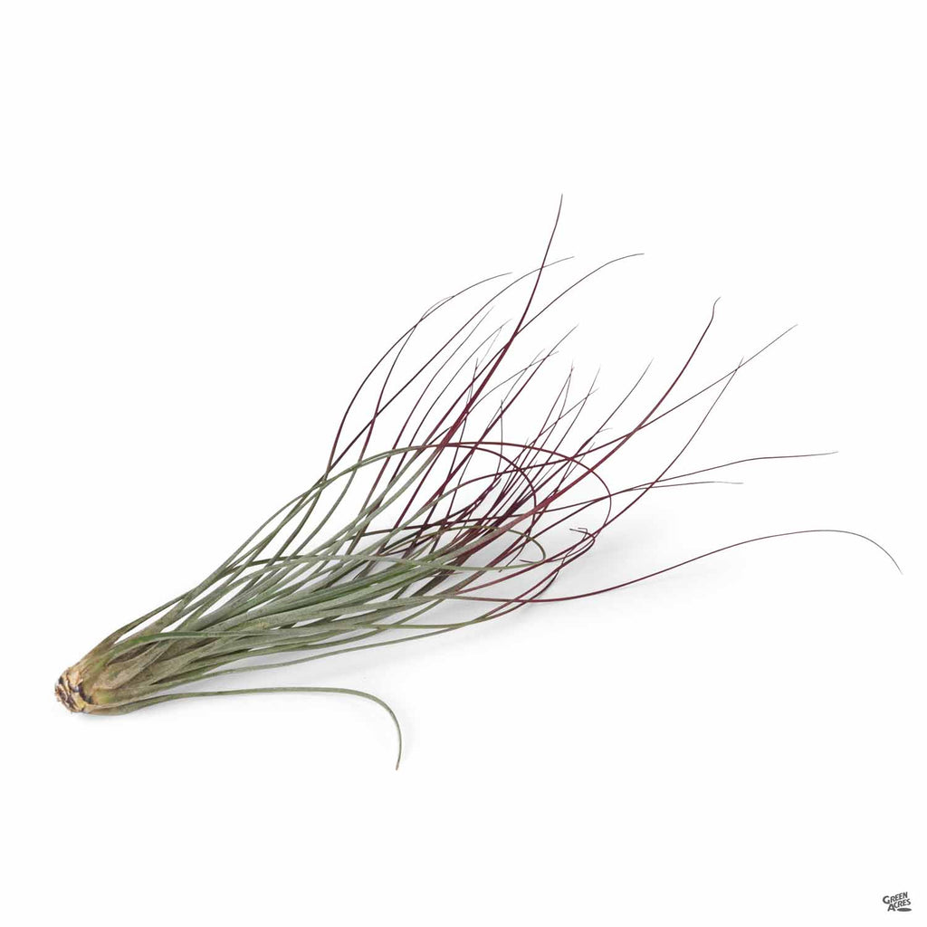 Juncea Red — Green Acres Nursery & Supply