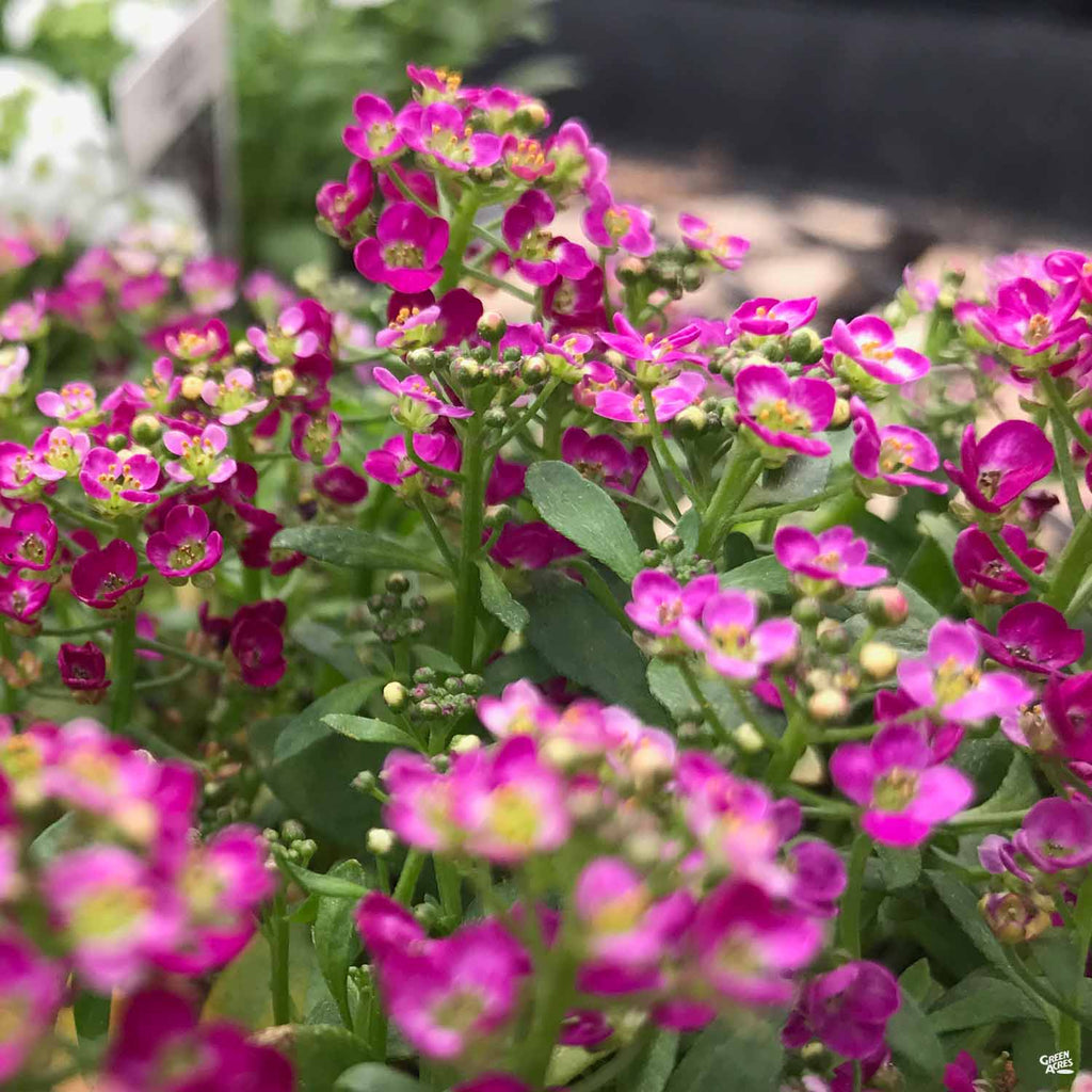 Shop Sweet Alyssum — Green Acres Nursery & Supply