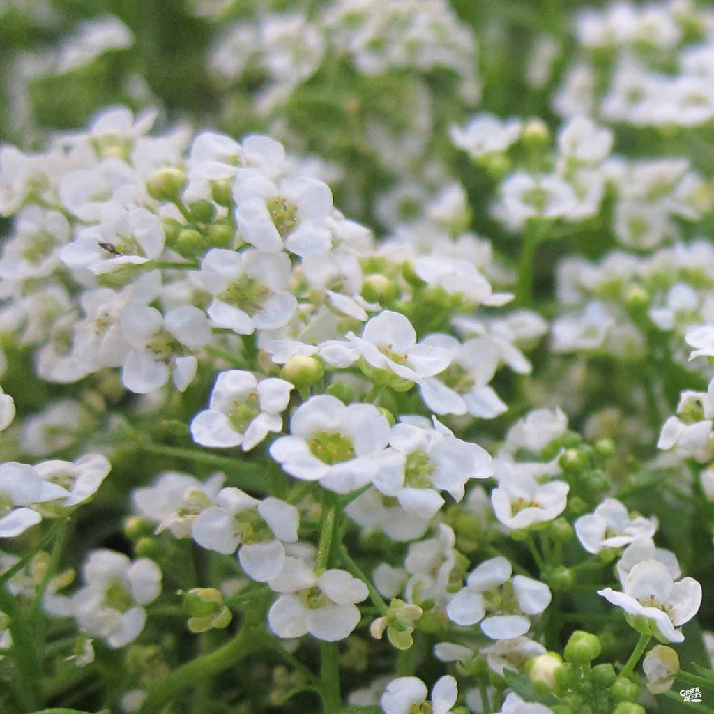 Shop Sweet Alyssum — Green Acres Nursery & Supply