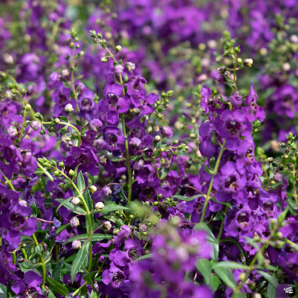 Angelonia — Green Acres Nursery & Supply