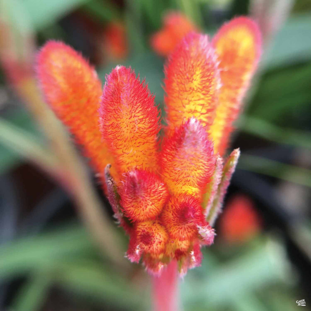 Kangaroo Paw — Green Acres Nursery & Supply