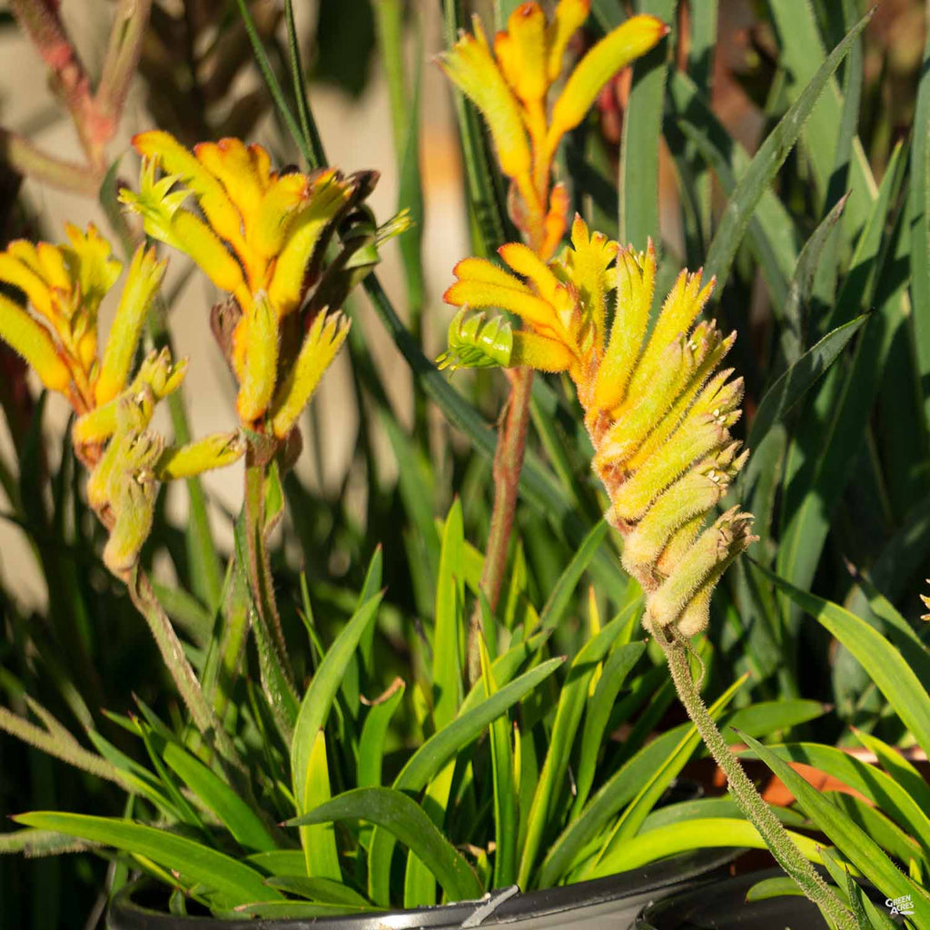 kangaroo paw indoor plant Kangaroo Paw — Green Acres Nursery & Supply