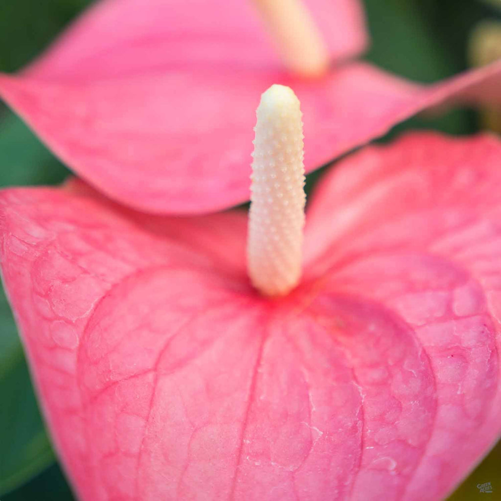 pink bird anthurium Flamingo Lily — Green Acres Nursery & Supply