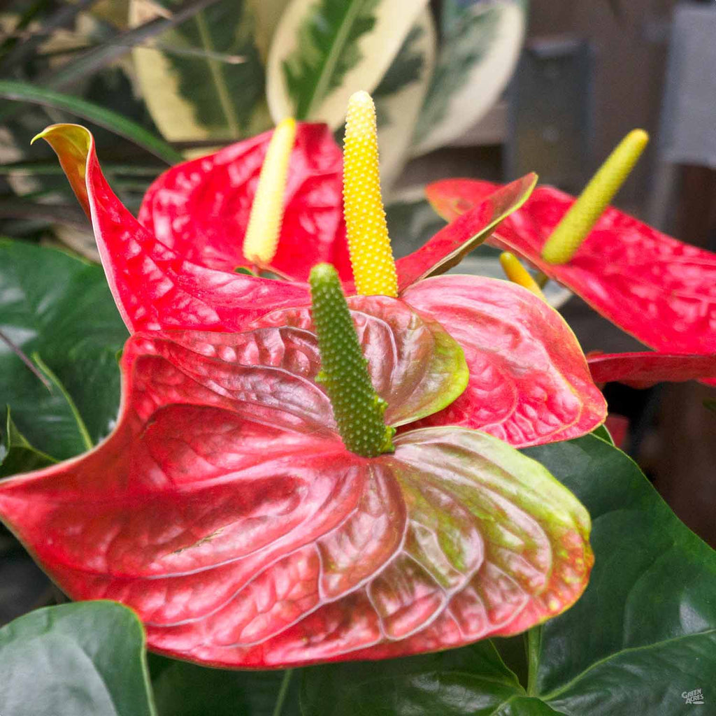 Flamingo Lily — Green Acres Nursery & Supply