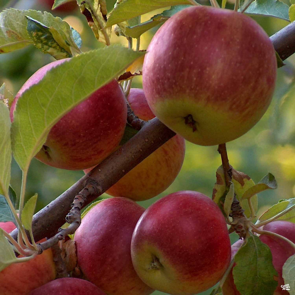 Organic Black Arkansas Apples