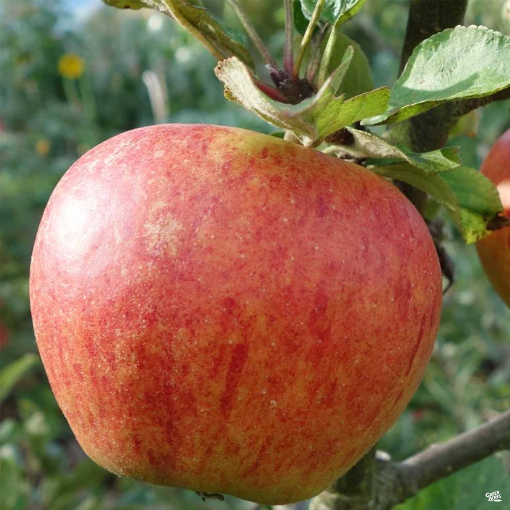 Fresh Gala Apples (6 LBS) The Actual Fruit