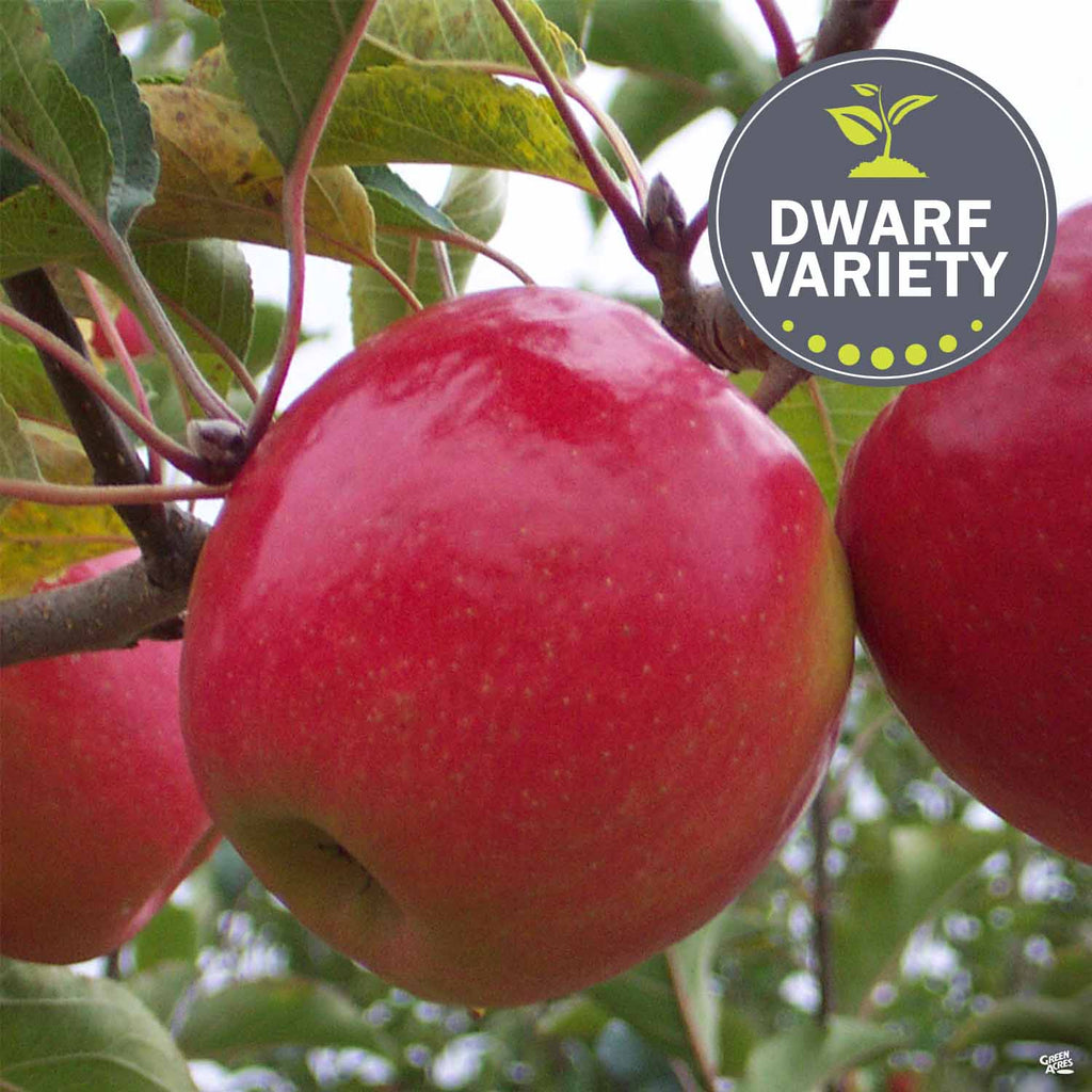 Apple 'Pink Lady', Dwarf — Green Acres Nursery & Supply