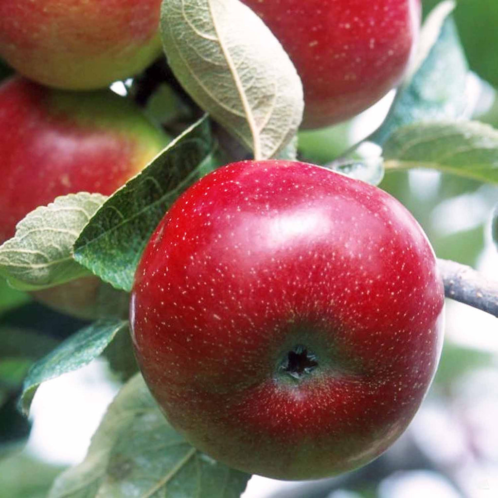 Malus domestica 'Red Delicious' (Red Delicious Apple)