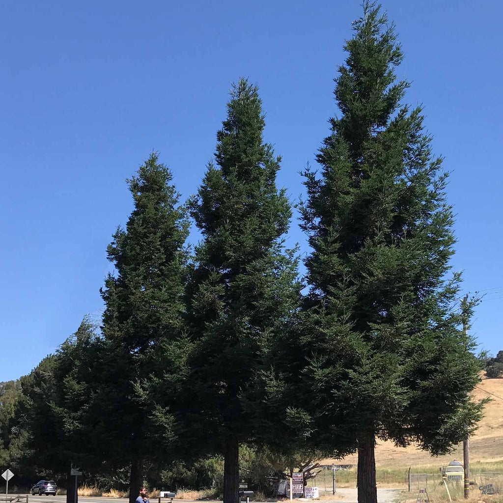 Coastal Redwood 'Aptos Blue' — Green Acres Nursery & Supply