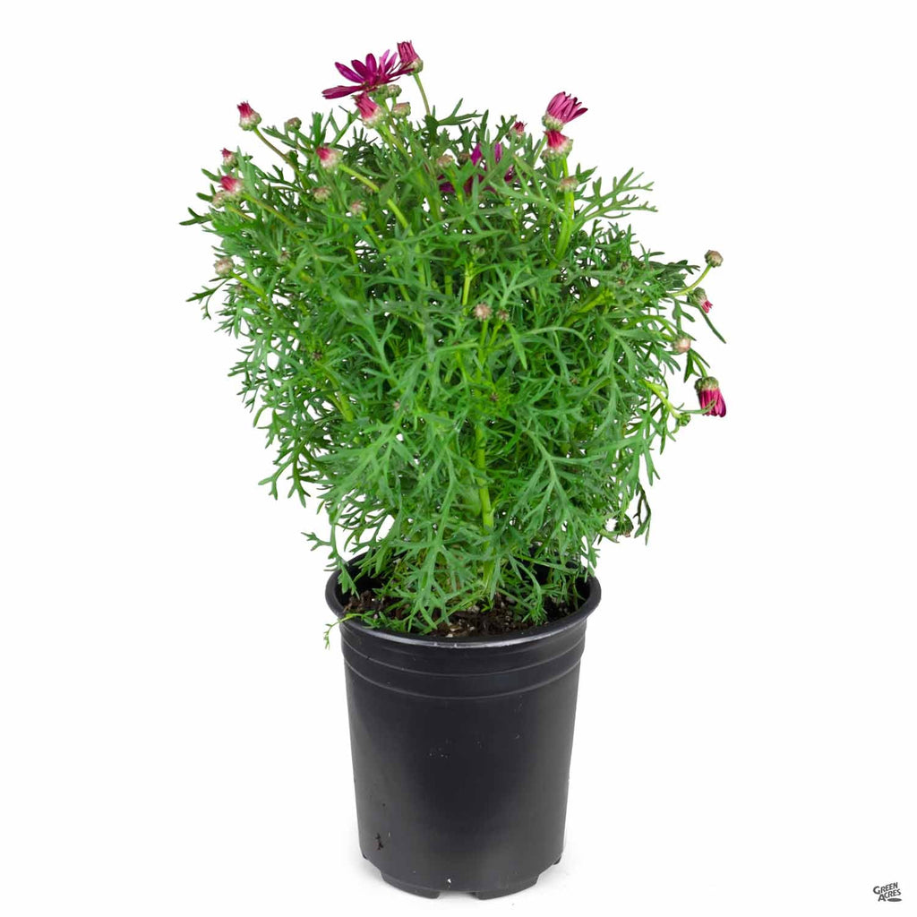 Marguerite Daisy — Green Acres Nursery & Supply