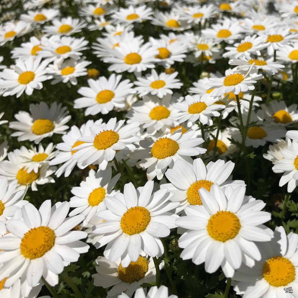marguerite様 Marguerite Daisy — Green Acres Nursery & Supply
