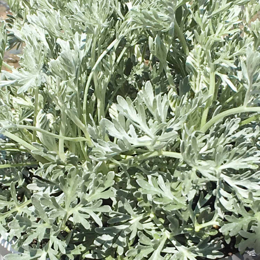 Artemisia 'Powis Castle' — Green Acres Nursery & Supply