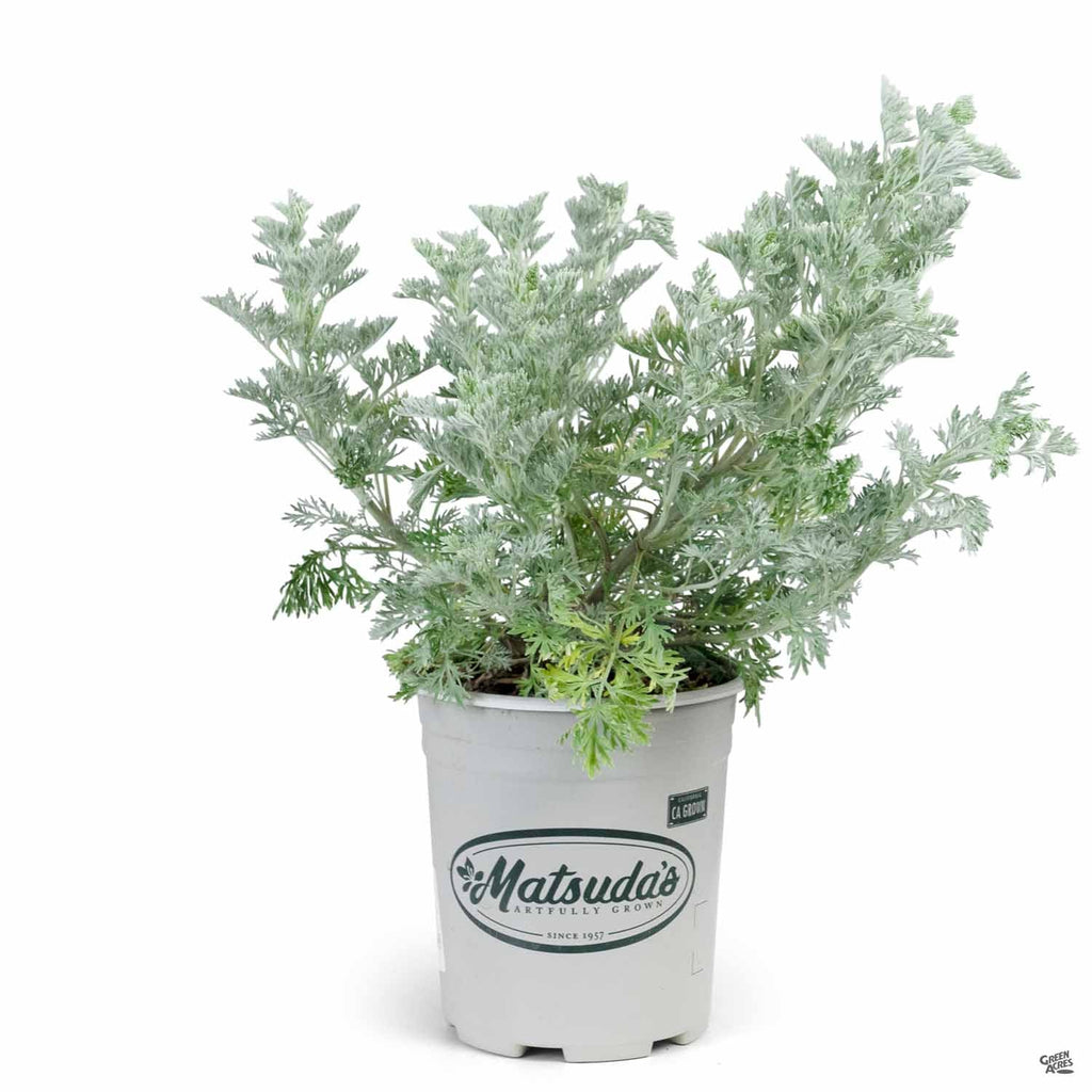 Artemisia 'Powis Castle' — Green Acres Nursery & Supply