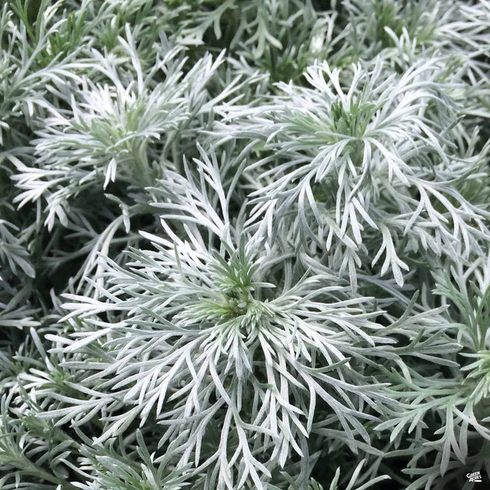 Artemisia 'Silver Mound'