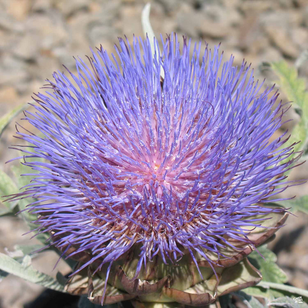 Artichoke 'Green Globe' — Green Acres Nursery & Supply