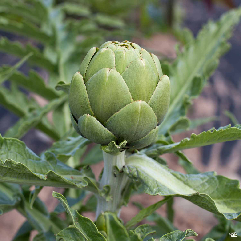 artichoke plant fertilizer Artichoke 'Green Globe' — Green Acres Nursery & Supply