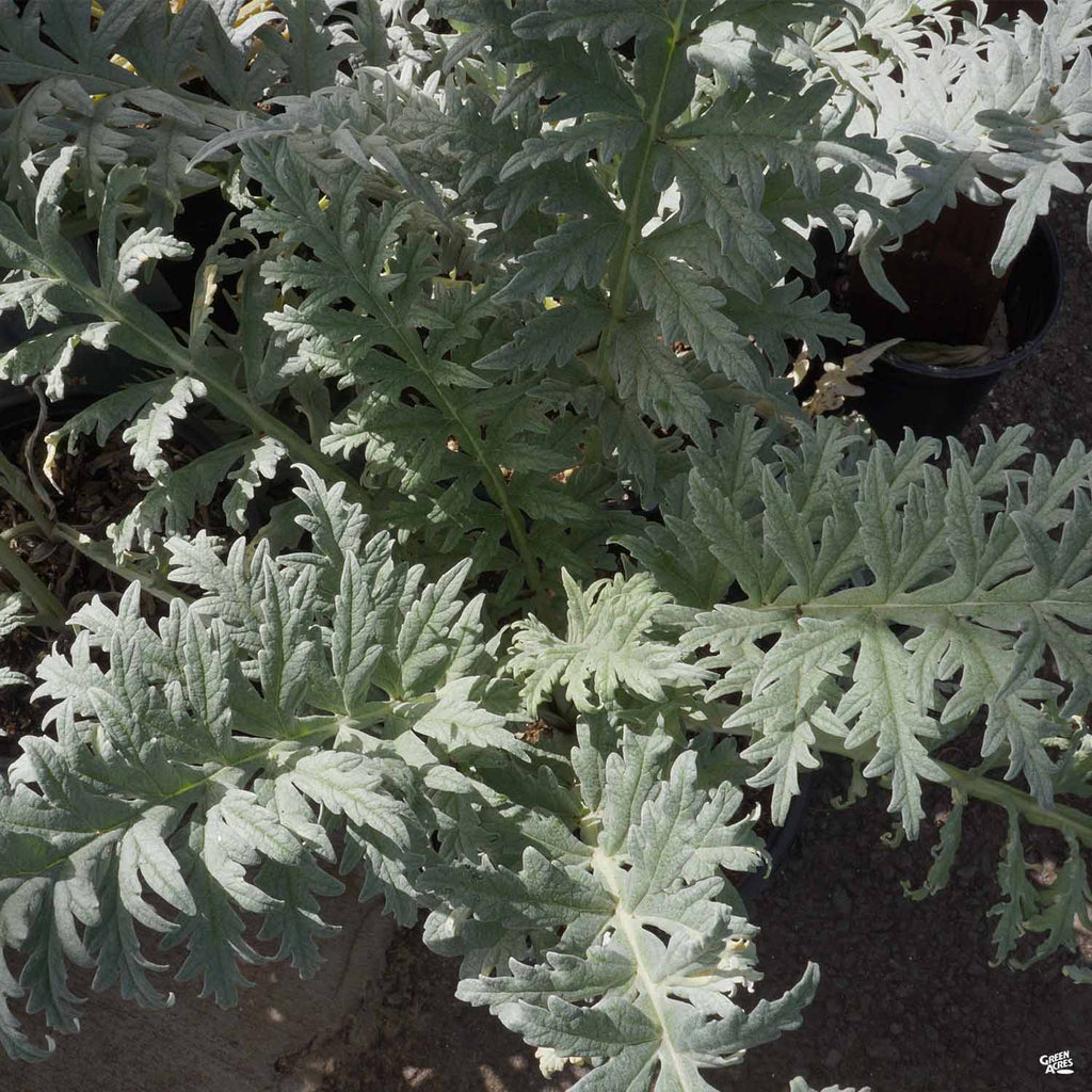 Artichoke 'Green Globe' — Green Acres Nursery & Supply