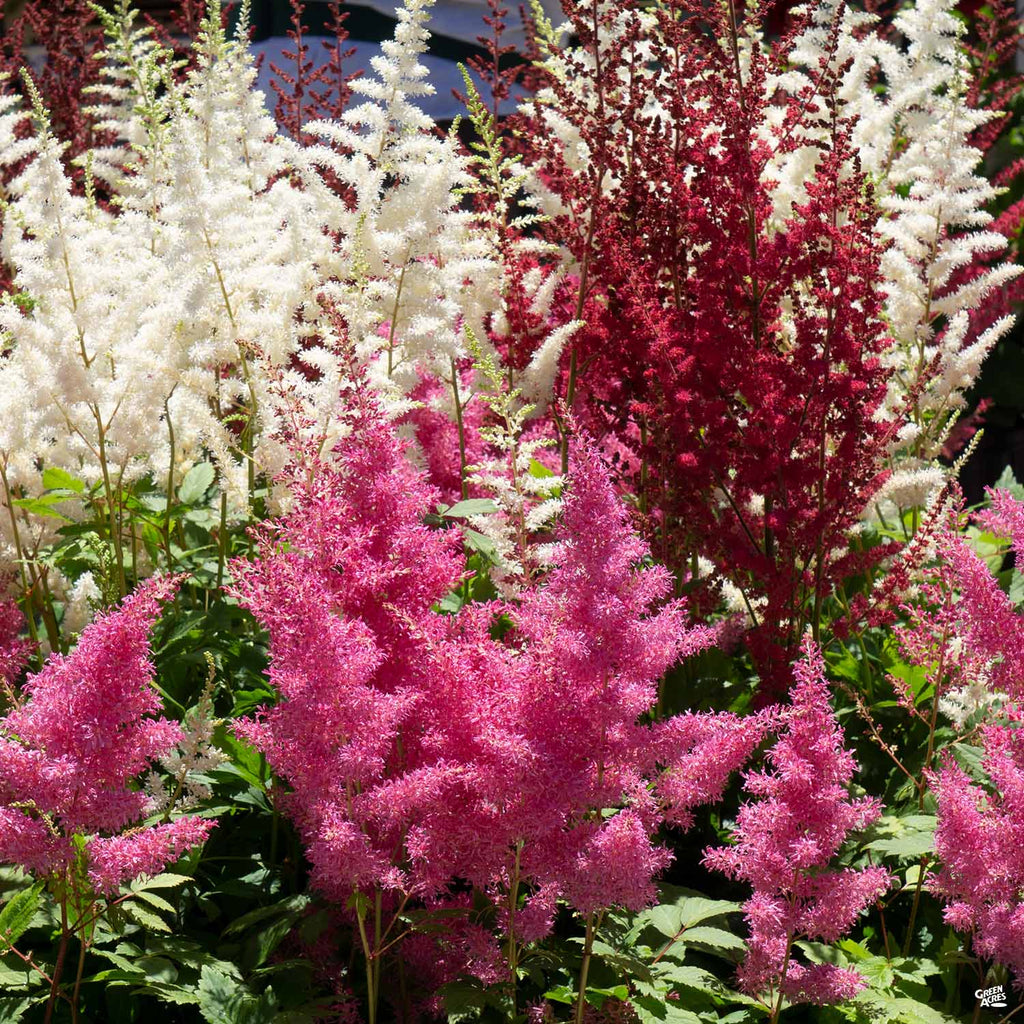 potted astilbe plants for sale Astilbe — Green Acres Nursery & Supply