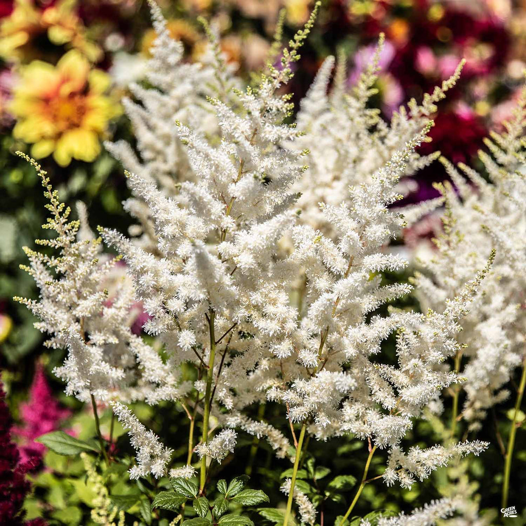 fertilizer for astilbe plants Astilbe — Green Acres Nursery & Supply