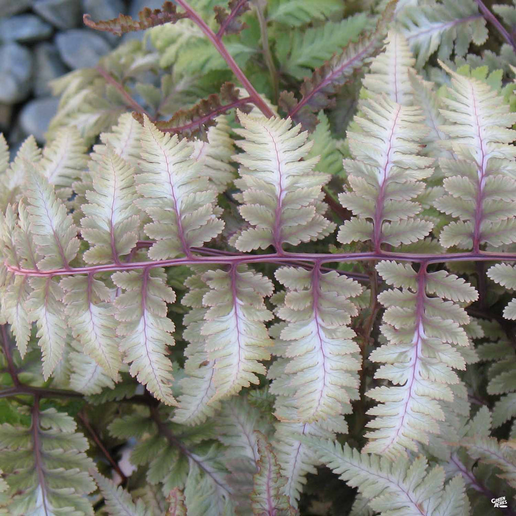 Japanese Painted Fern — Green Acres Nursery & Supply
