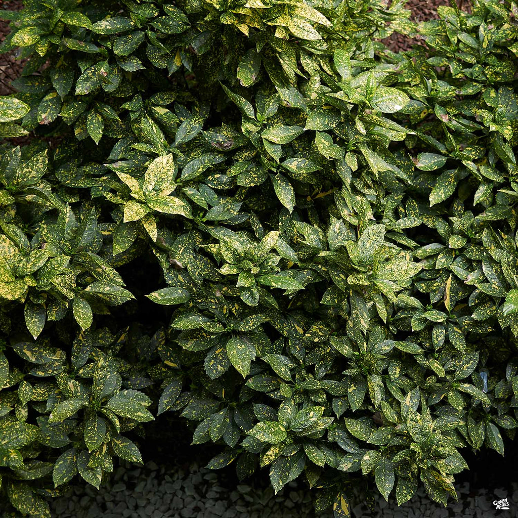 gold dust plant indoor Gold Dust Plant — Green Acres Nursery & Supply