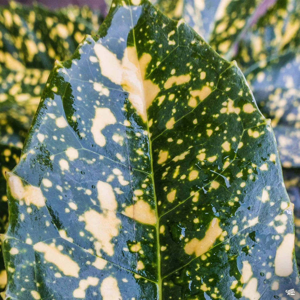 Gold Dust Plant — Green Acres Nursery & Supply