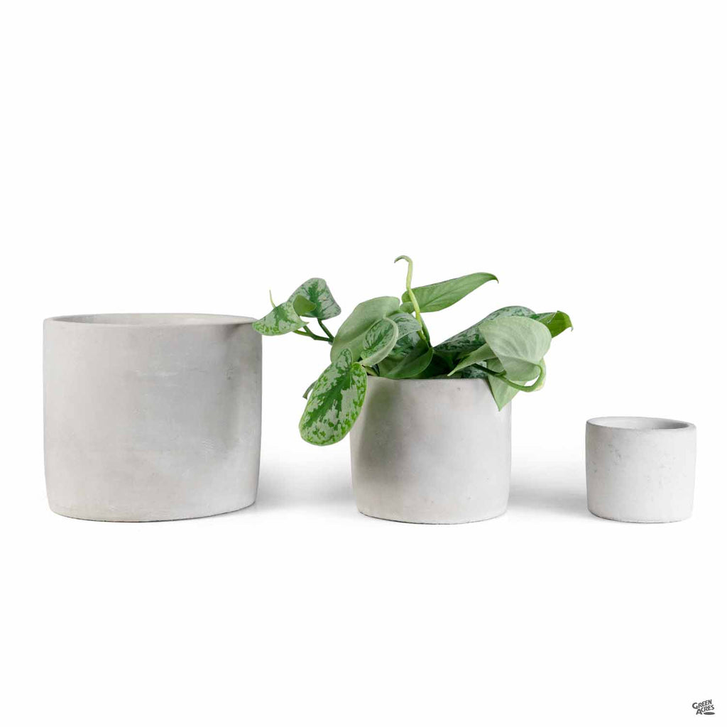 Cylinder Plant Vessel — Green Acres Nursery & Supply
