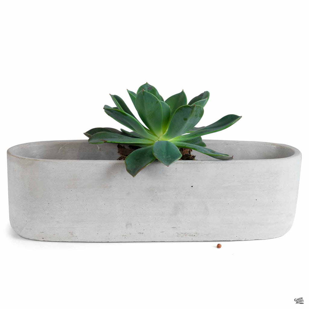 oval succulent planter Low Oval Plant Vessel — Green Acres Nursery & Supply