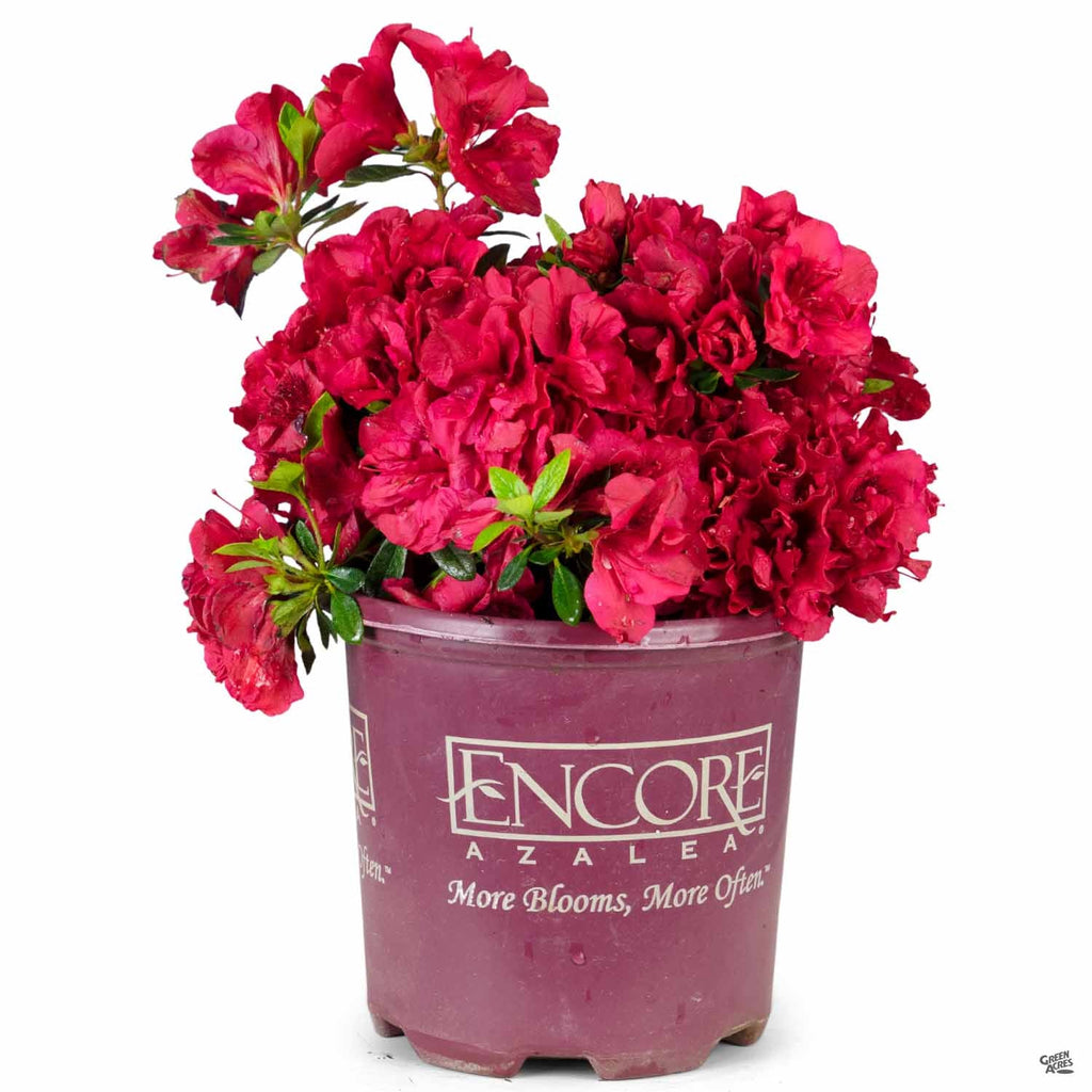 Encore® Azalea Autumn Fire® — Green Acres Nursery & Supply