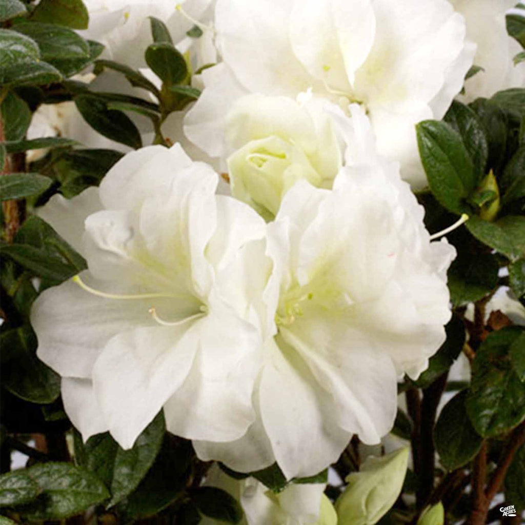 Encore® Azalea Autumn Moonlight® — Green Acres Nursery