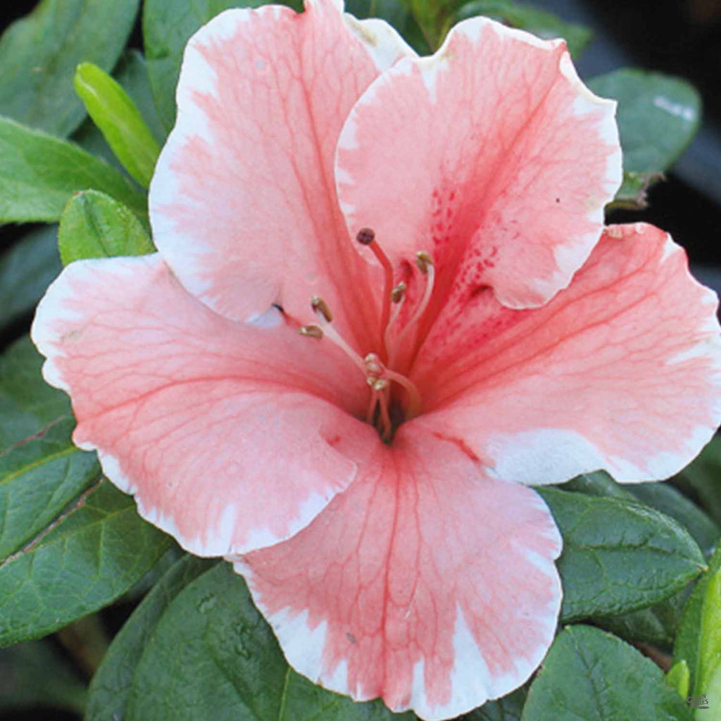 Encore® Azalea Autumn Sunburst® — Green Acres Nursery