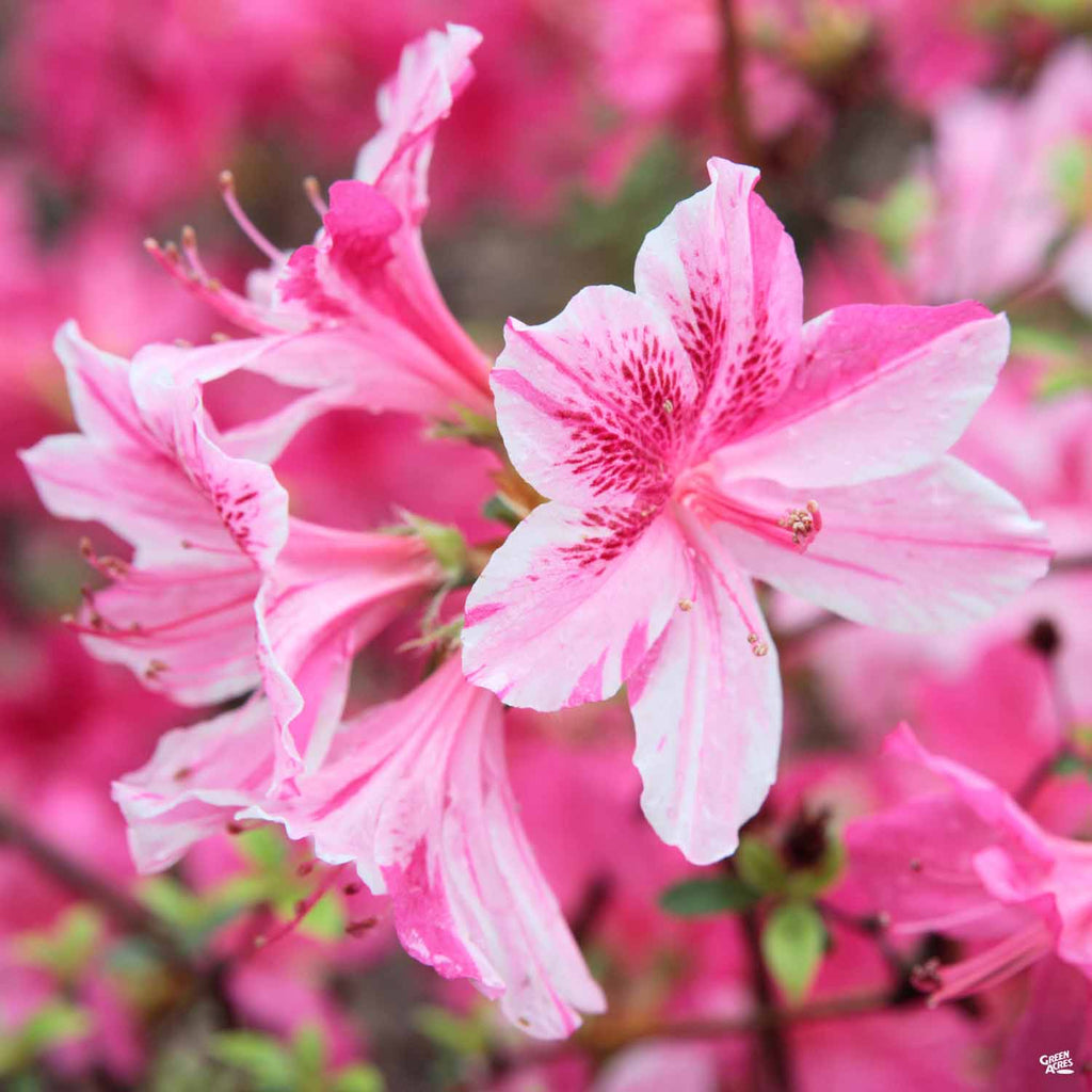 Encore® Azalea Autumn Twist® — Green Acres Nursery & Supply