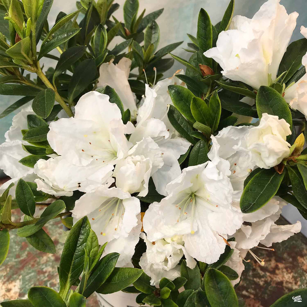 Azalea 'Alaska' — Green Acres Nursery & Supply